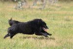 Photo Schipperke