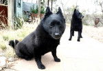 Photo Schipperke
