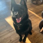 Un Schipperke assis sur un plancher et portant un collier autour du cou