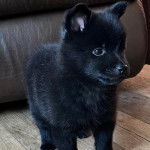 Un chiot Schipperke sur un plancher 