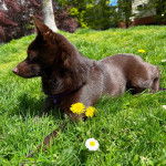 Un Schipperke allongé sur une surface gazonnée et semblant détendu 