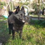 Un Schipperke sur un terrain herbeux 