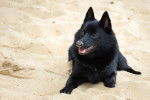 Un Schipperke allongé sur une surface sableuse 