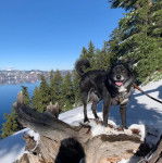 Un Schipperke tirant la langue et qui est tenu en laisse 