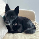 Un Schipperke allongé sur un canapé et portant un collier autour du cou