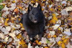 Un Schipperke assis sur un sol jonchés de feuilles et regardant vers la caméra 