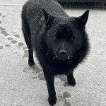 Un Schipperke sur une surface enneigée et regardant vers la caméra 
