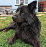 Un Schipperke allongé sur une surface herbacée et portant un collier autour du cou