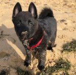 Un chiot Schipperke sur une surface sableuse et portant un collier autour du cou