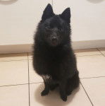 Un Schipperke assis sur un sol carrelé et semblant détendu 