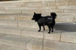 Un Schipperke sur une marche d'escaliers et qui est tenu en laisse 