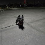 Un Schipperke sur un parking et qui est tenu en laisse 