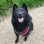 Un Schipperke ayant la gueule ouverte et portant un harnais 