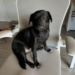 Un Schipperke assis sur une chaise et semblant détendu 