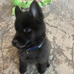 Un Schipperke assis sur un tapis et portant un collier autour du cou