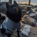 Un Schipperke assis et portant un habit pour chien 