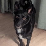 Un Schipperke sur un plancher et regardant vers la caméra 