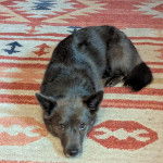 Un Schipperke allongé sur une moquette et regardant vers la caméra 