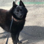 Un Schipperke sur une surface bitumée et qui est tenu en laisse 