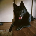 Un Schipperke allongé sur une table et tirant la langue 