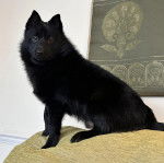 Un Schipperke assis sur un canapé et regardant vers la caméra 