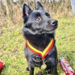 Un Schipperke assis sur une surface gazonnée et portant un harnais 