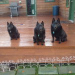 Trois Schipperke assis sur une terrasse et portant tous les trois un collier autour du cou