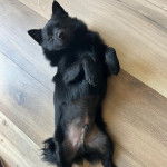 Un Schipperke allongé sur le dos sur un plancher 