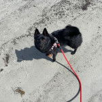 Un Schipperke sur une surface sableuse et qui est tenu en laisse 