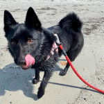 Un Schipperke sur une surface sableuse et léchant son museau  