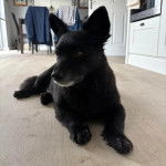 Un Schipperke allongé sur un plancher et semblant détendu 