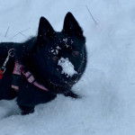 Un Schipperke sur une surface enneigée et portant un harnais 