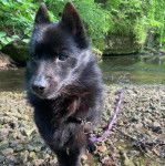 Un Schipperke sur une surface rocailleuse et qui est tenu en laisse 