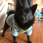 Un Schipperke sur un plancher et portant un habit pour chien 