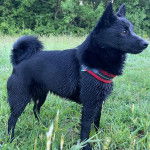 Un Schipperke sur un terrain herbeux et portant un collier autour du cou