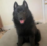 Un Schipperke assis et ayant la gueule légèrement ouverte 