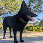 Un Schipperke tirant la langue et portant un collier autour du cou