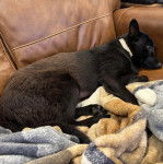 Un Schipperke allongé sur un canapé et portant un collier autour du cou