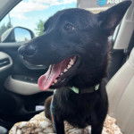 Un Schipperke assis dans une voiture et portant un collier autour du cou