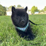 Un Schipperke allongé sur une surface gazonnée et qui est tenu en laisse 