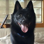 Un Schipperke tirant la langue et portant un collier autour du cou