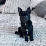 Un chiot Schipperke assis sur un lit 