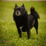 Un Schipperke sur un terrain herbeux et semblant détendu 