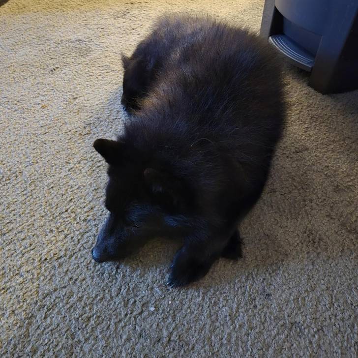 Un Schipperke allongé sur une moquette et 