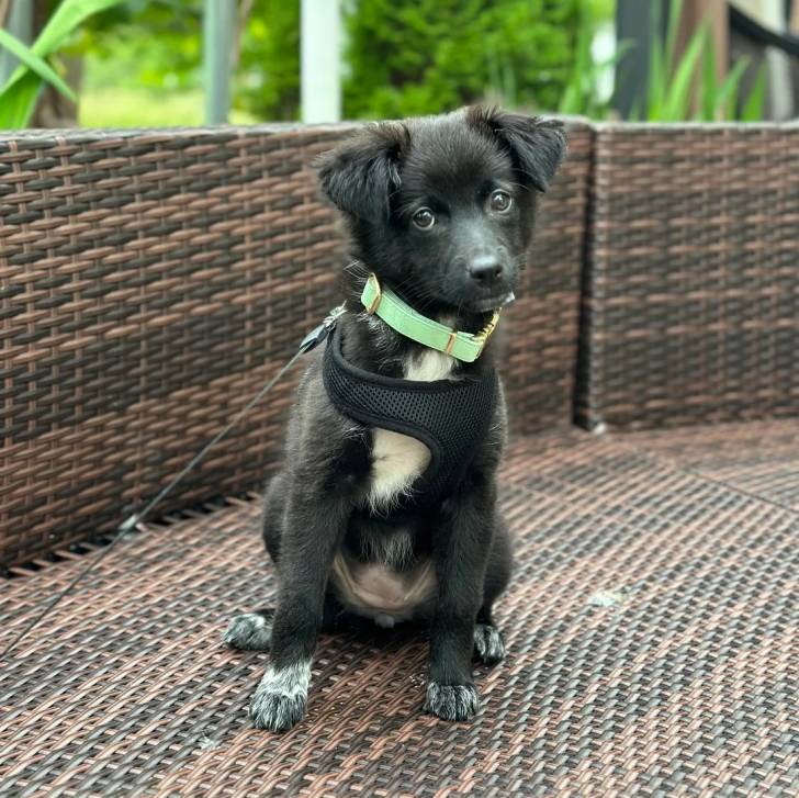 Un Schipperke regardant vers la caméra et qui est tenu en laisse 