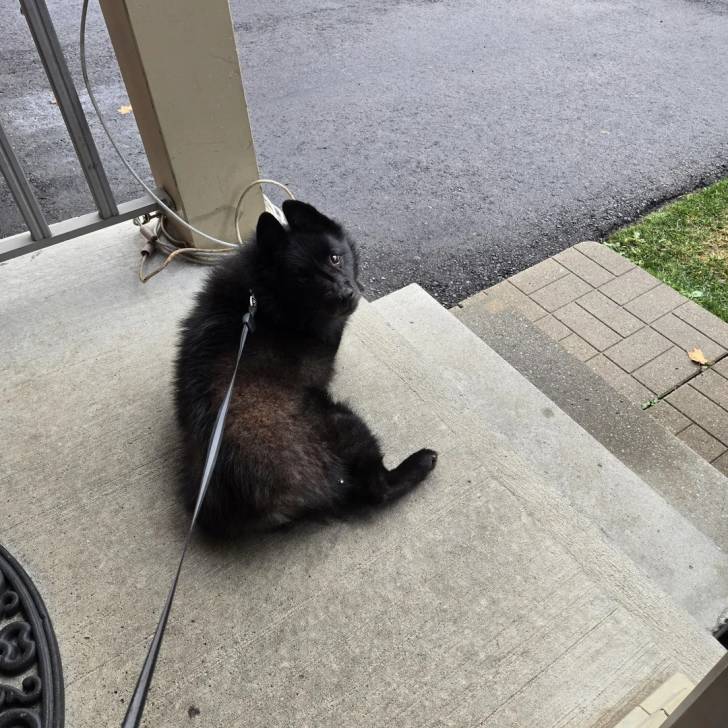 Un Schipperke allongé sur une surface bétonnée et qui est tenu en laisse 