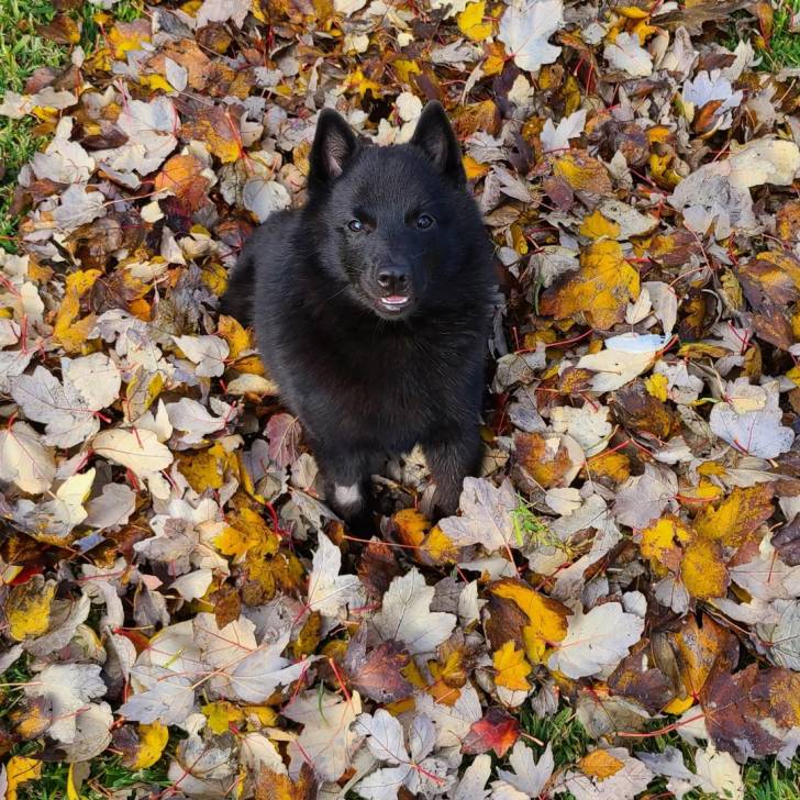 Un Schipperke assis sur un sol jonchés de feuilles et regardant vers la caméra 