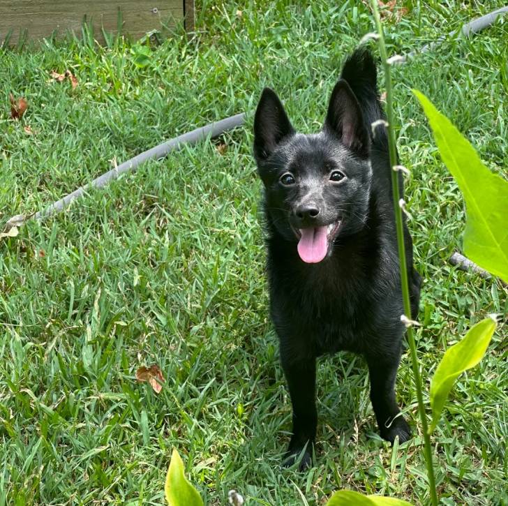 Un Schipperke sur un terrain herbeux 