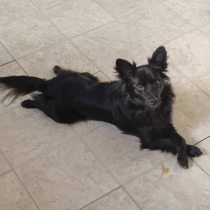 Un Schipperke allongé sur un sol carrelé et regardant vers la caméra 