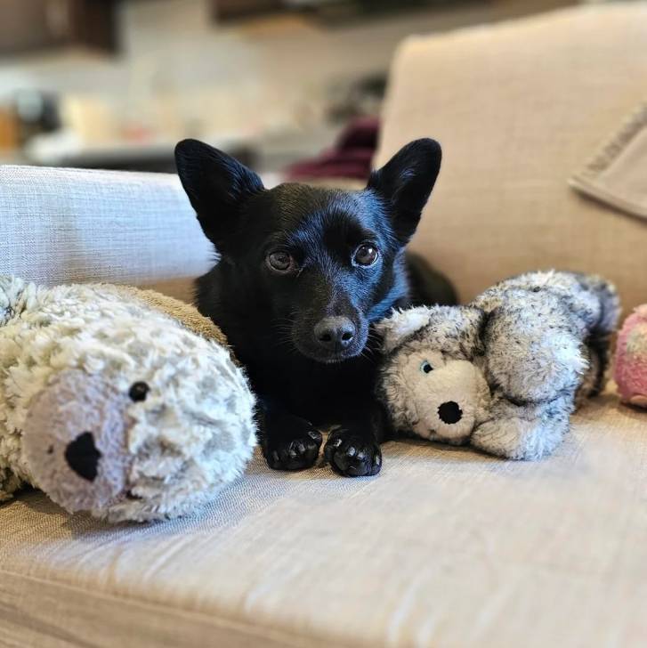 Un Schipperke allongé sur un canapé